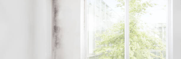 Best Mold Damage Restoration  in Taylor, AZ