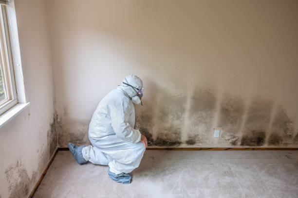 Best Mold Removal for HVAC Installations  in Taylor, AZ