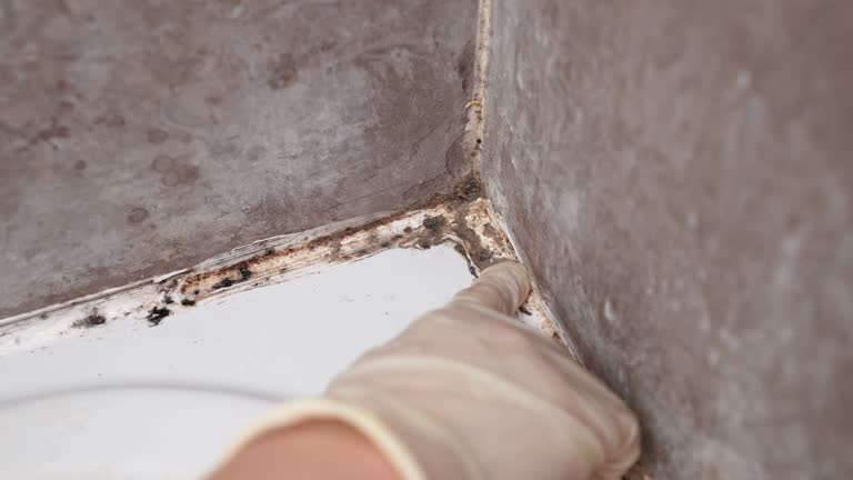 Best Air Quality Testing for Mold Spores  in Taylor, AZ