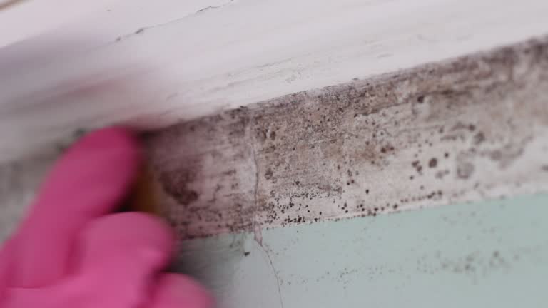 Best Water Damage & Mold Remediation  in Taylor, AZ